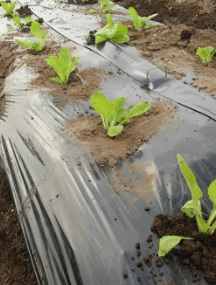 김장 배추 모종 심는 시기