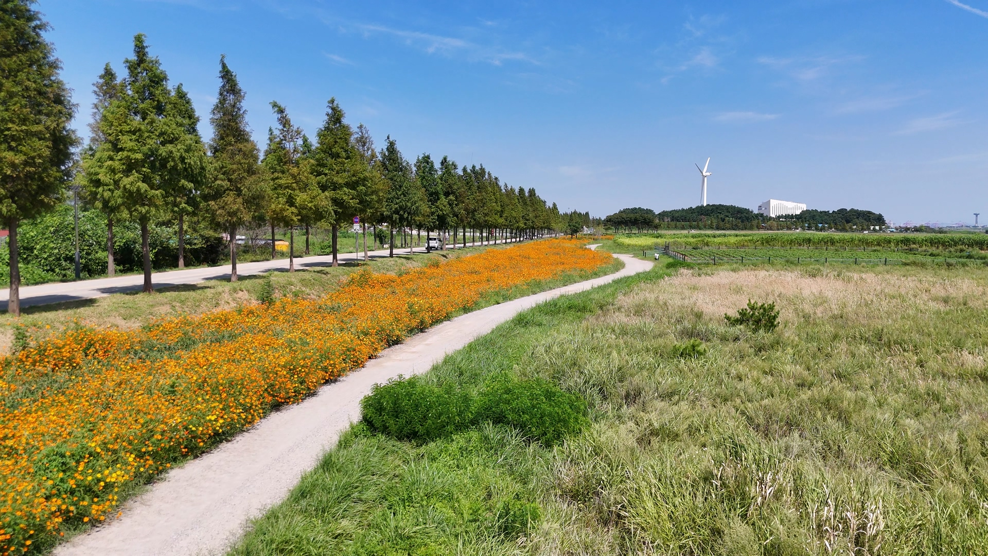 대부도 바다향기테마파크 코스모스