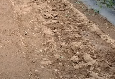 마늘 파종시기와 거름 주는 방법 알아볼까요 1