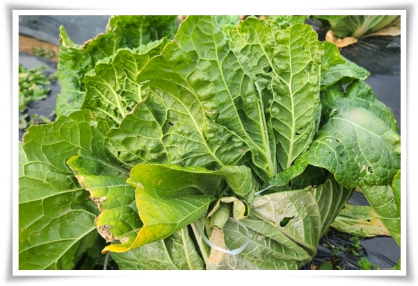 "남은 김장 배추 보관법" 땅속에 묻기/냉장/냉동 보관 등 오래 보관하는 법!