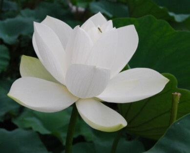 세미원 입장료 및 근처 맛집