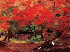 기차여행 단풍특선 추천