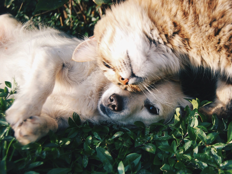 얼굴이 맞대고있는 강아지와 고양이