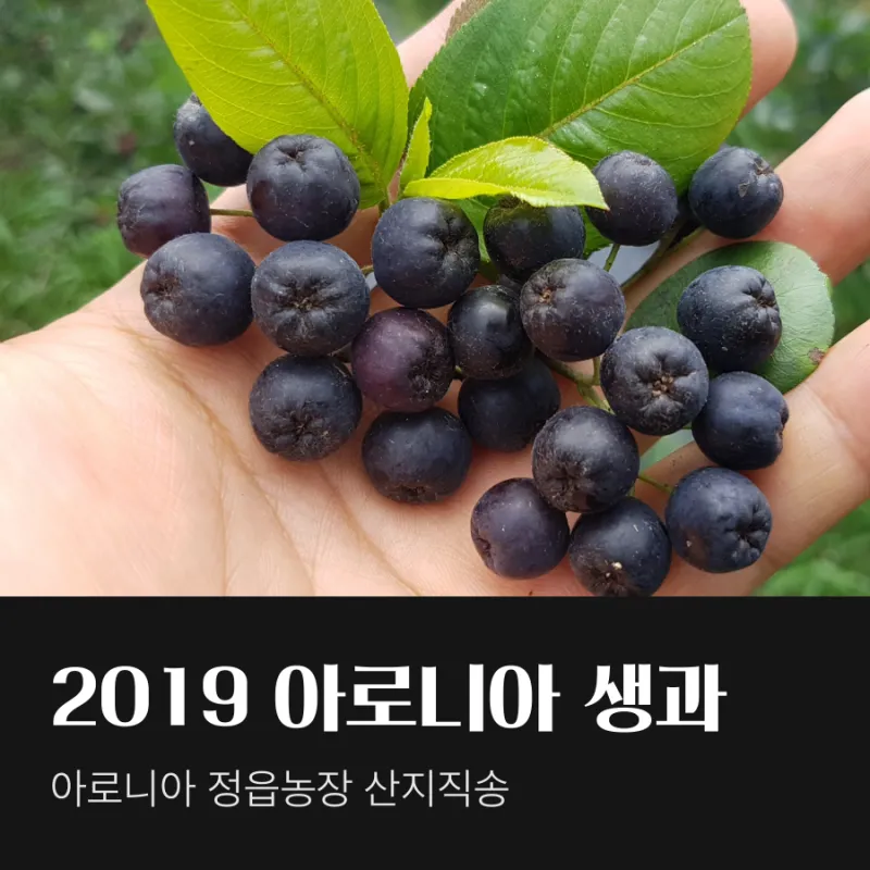 아로니아 수확시기에 맞춘 열매 먹는방법 분말 부작용 가격 정보_8