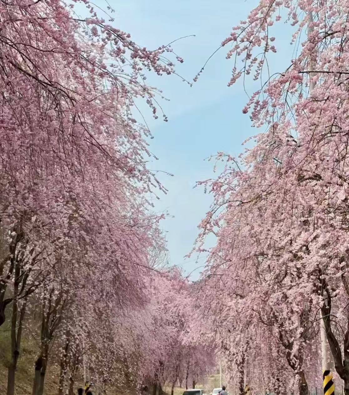 올봄 SNS 난리 난 거창 병곡마을 외 전국 벚꽃 명소 BEST 7 관련사진