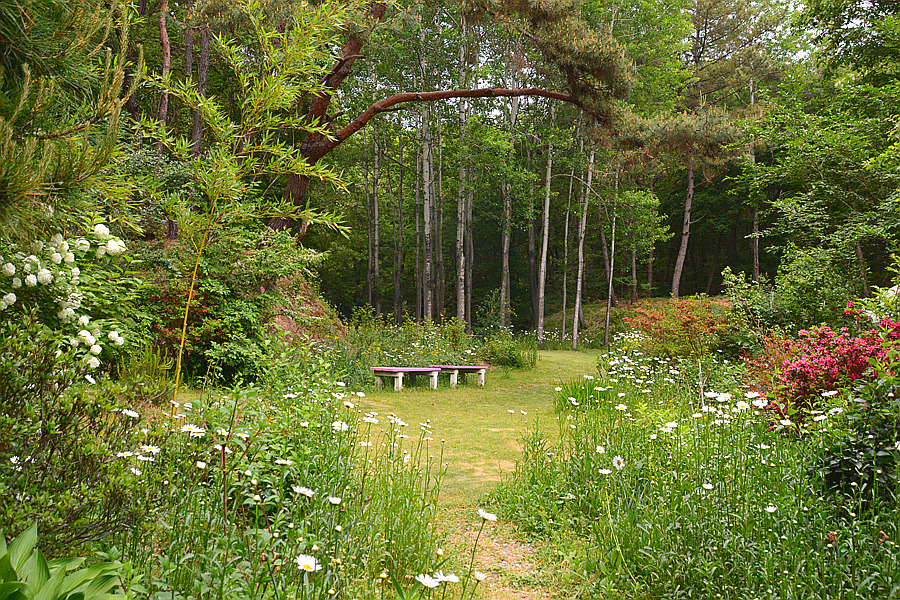 담양 죽화경 데이지 개화 시기, 위치, 입장료 총정리