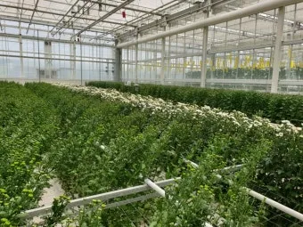 국화 재배 절화용 키우기 생장 조절 개화 유도_11