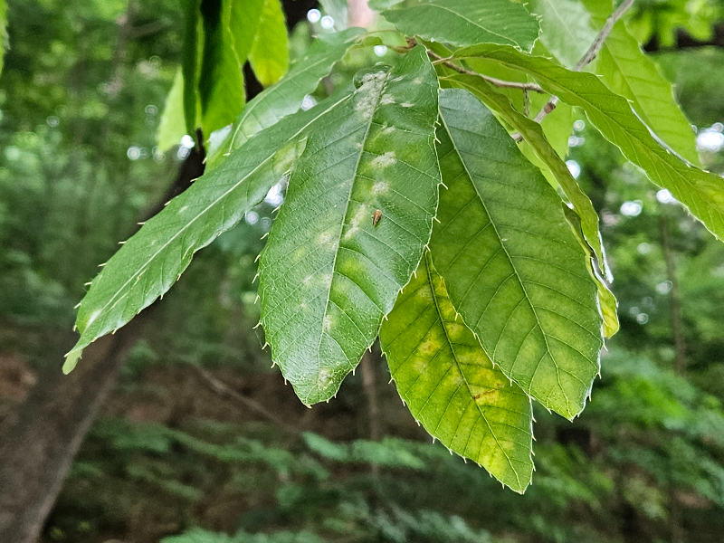 상수리나무 잎1