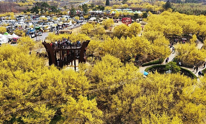 구례 산수유꽃축제(1)