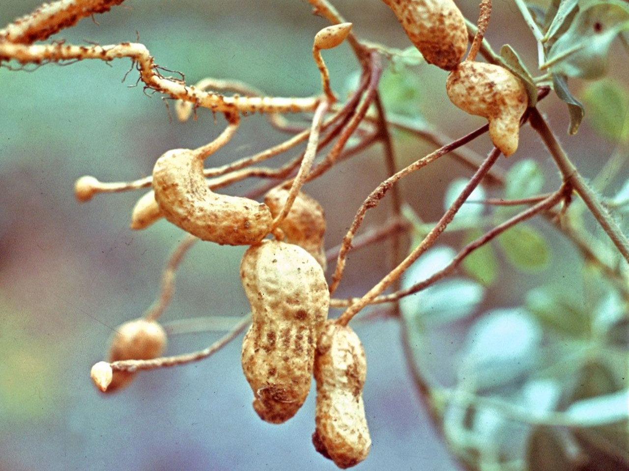 땅콩 효능과 부작용, 칼로리