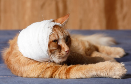 머리에 붕대를 감은 고양이.