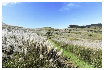 서울 억새축제 2025 일정위치 총정리로 안내_13