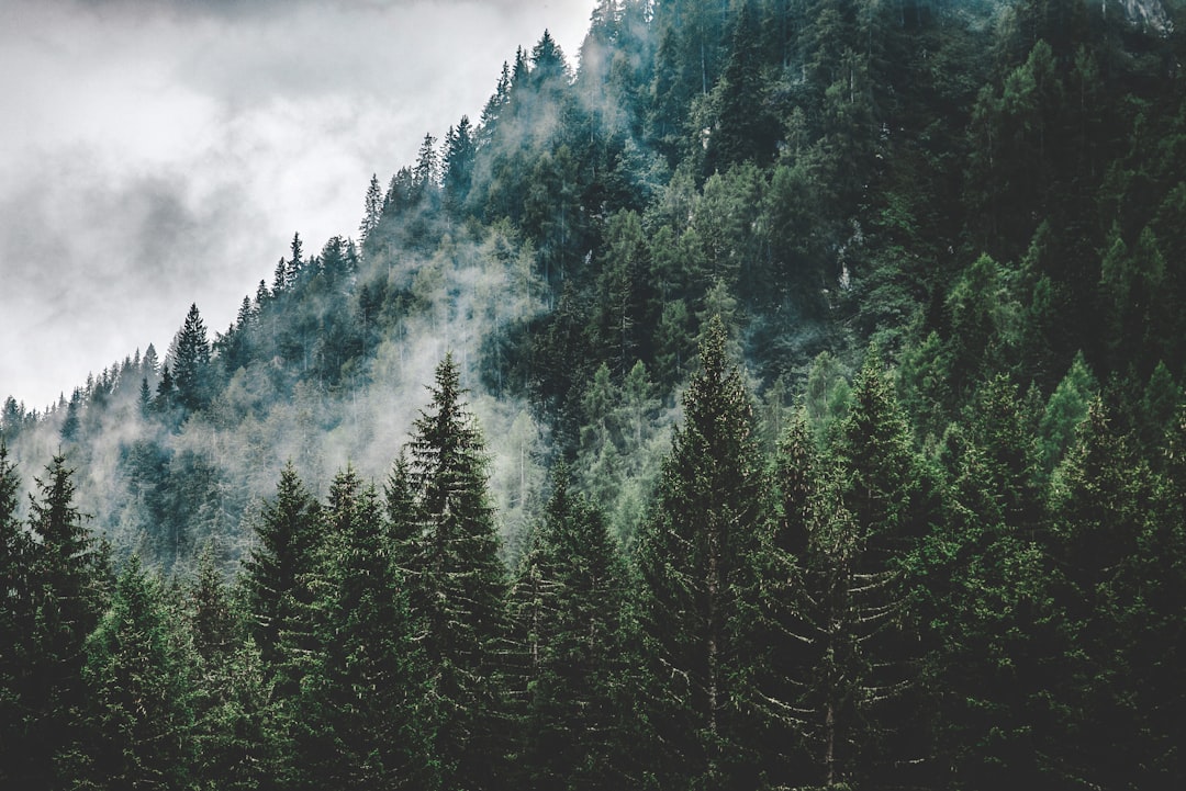 Pine tree