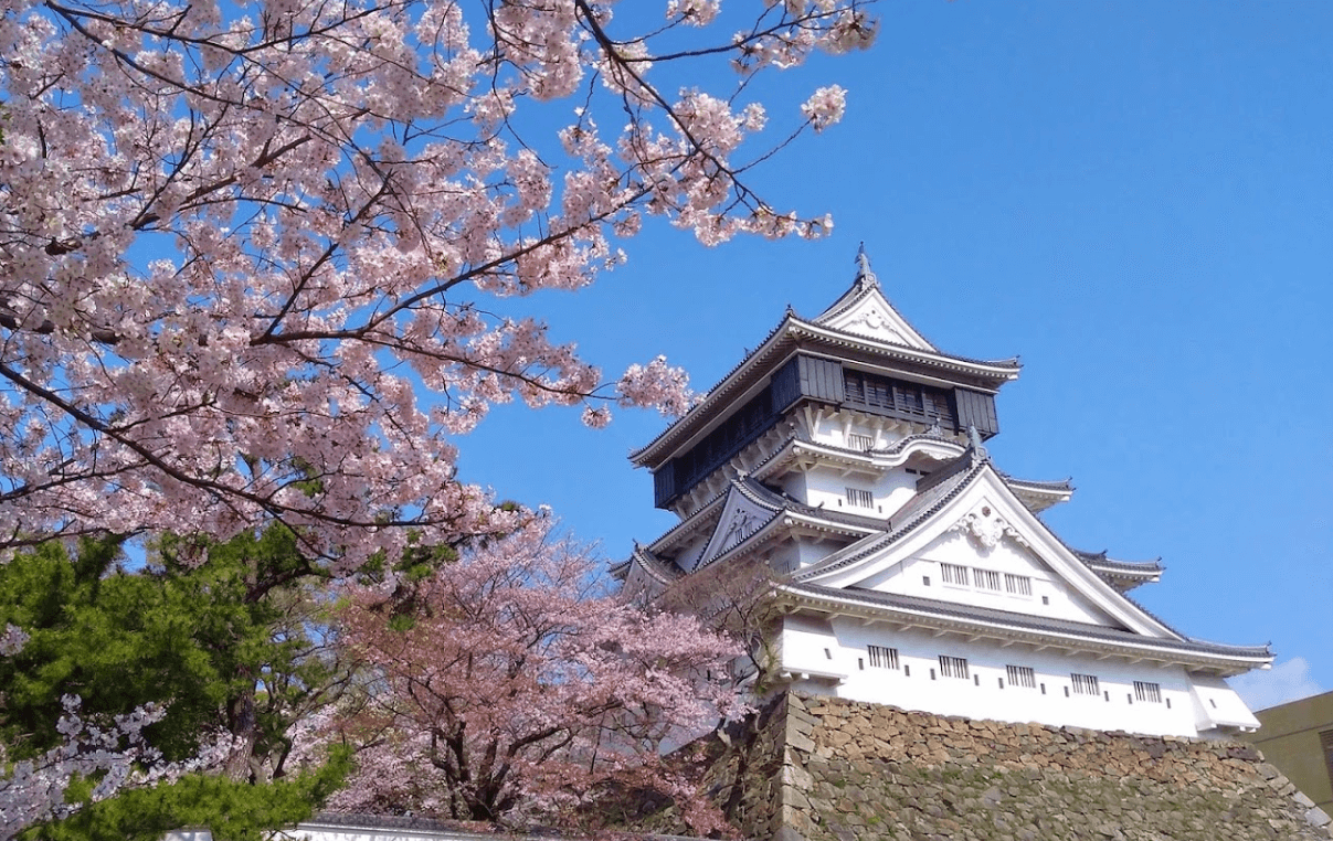 일본 후쿠호카 벚꽃