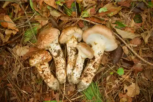 자연산 송이버섯 가격 및 시세, 효능 효과