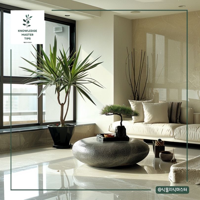 거실대형식물, 드라세나 마지나타