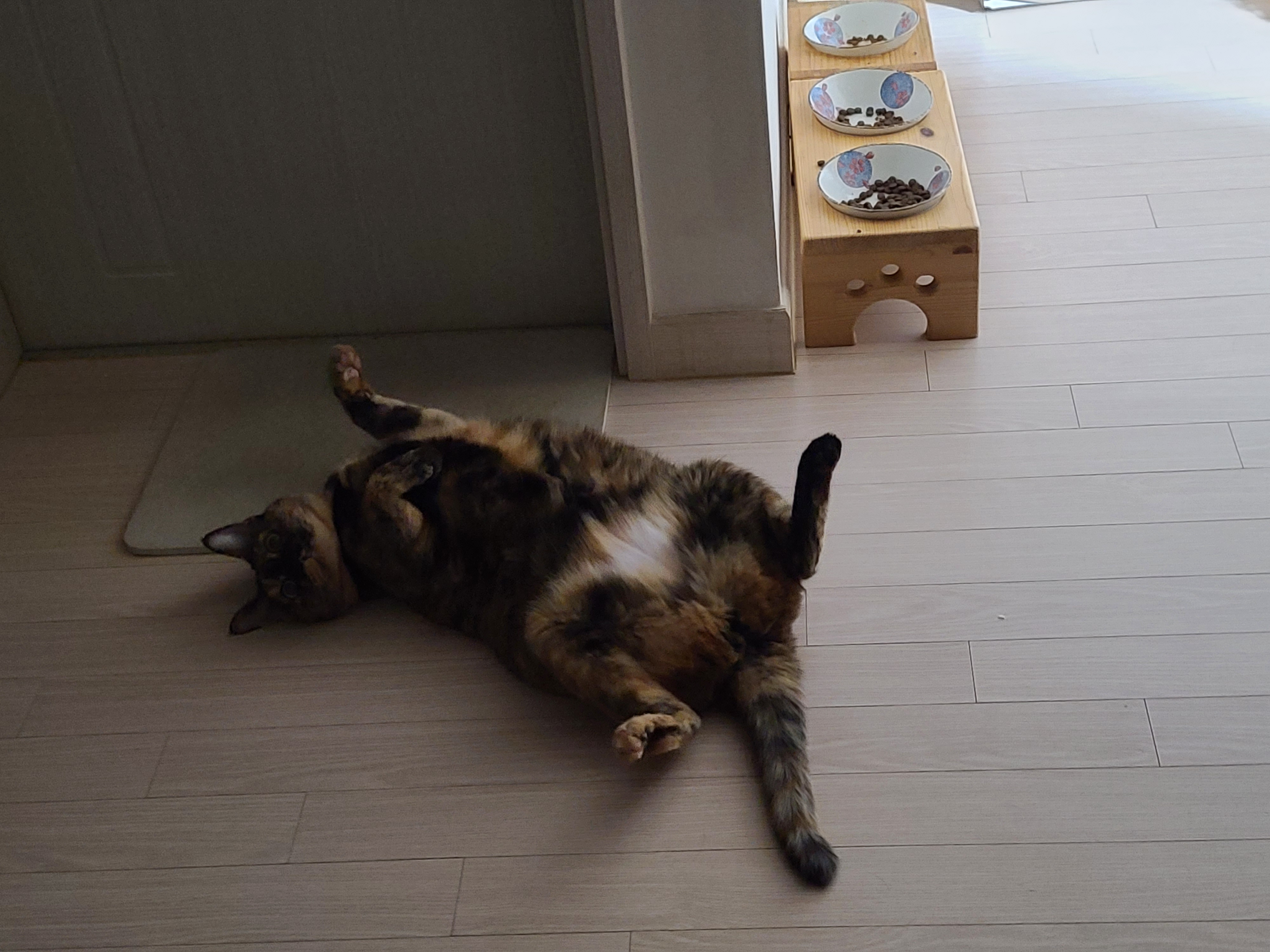 드러눕길 좋아하는 우리 사랑이. 고양이발라당발라당.