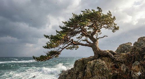 바람에 흔들리지만 꺾이지 않는 갈대나 푸른 소나무 이미지