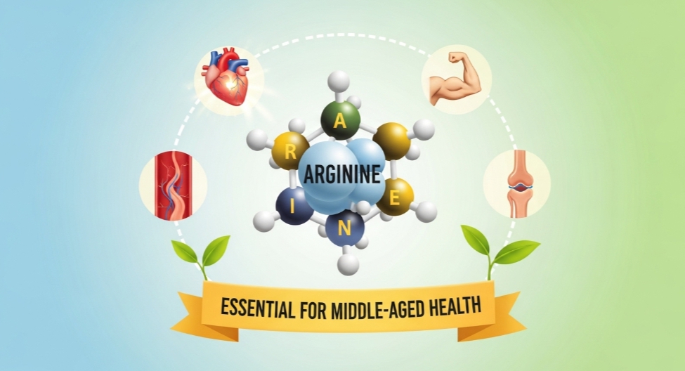 아르기닌 효능 혈액순환 면역력