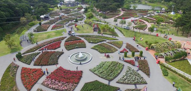 울산대공원 장미축제 2025: 300만 송이 장미의 향연
