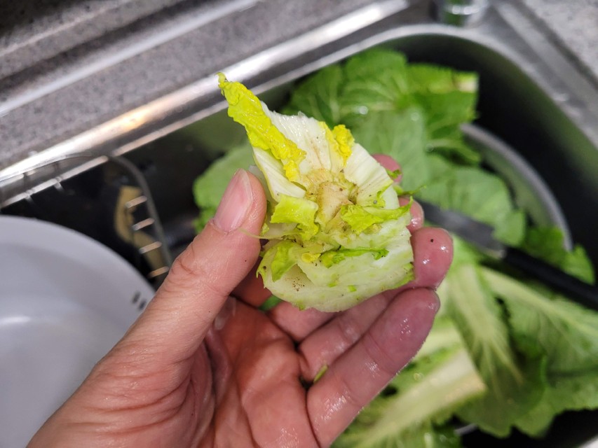 봄동을 물에 담가 세척하는 과정