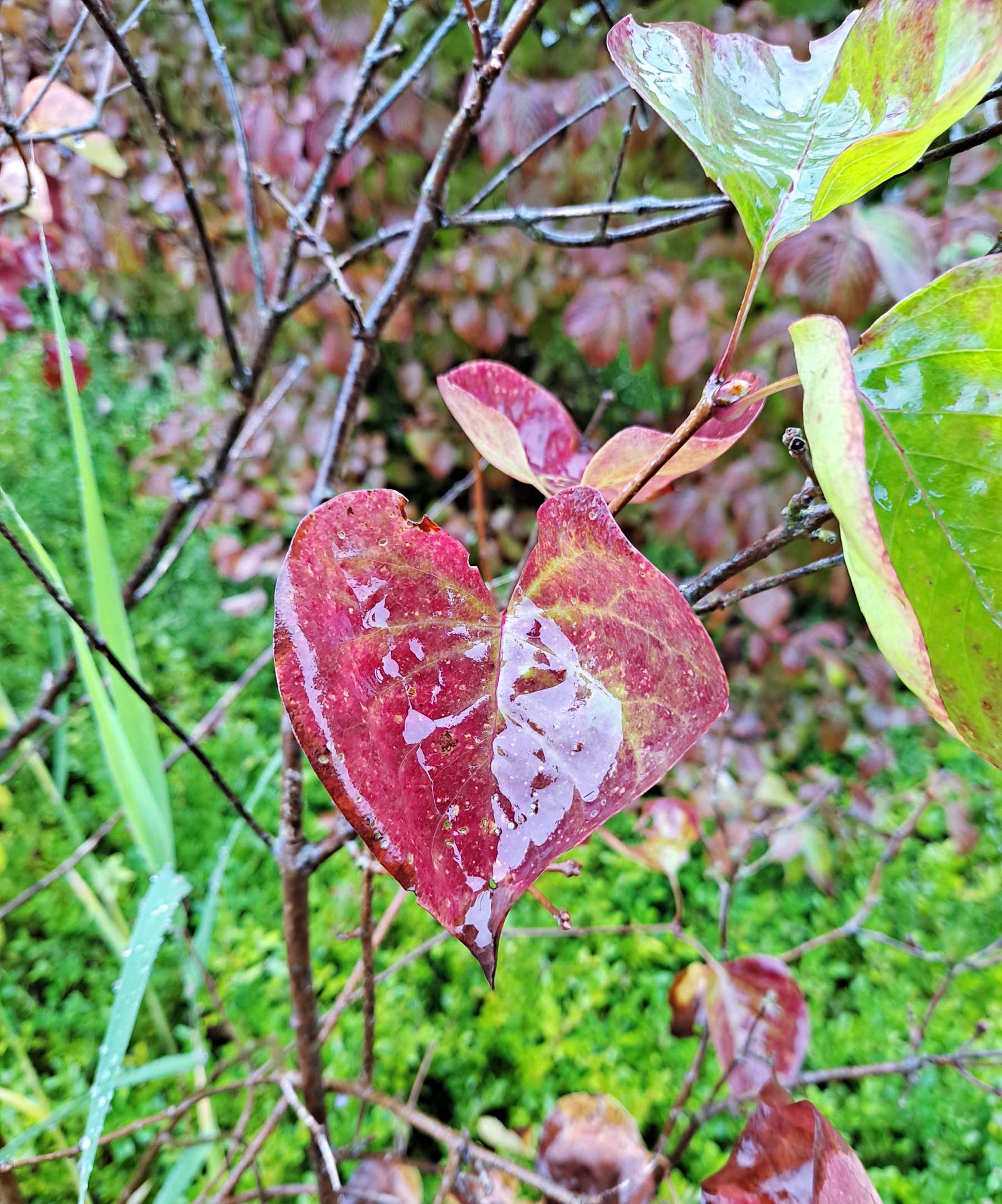생명의가든 하트나뭇잎