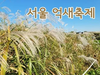 서울 억새축제 2025 일정위치 총정리로 안내_4