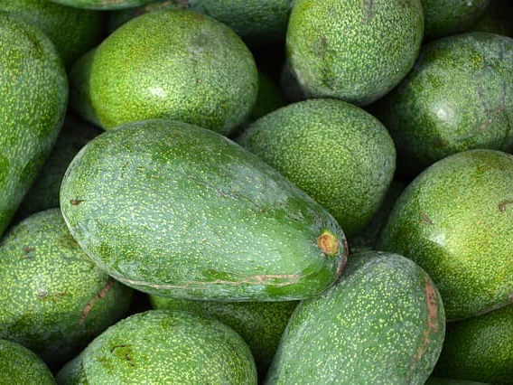 아보카도 오일 모발 관리