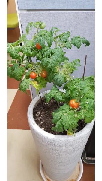 방울토마토 신선하게 보관하는 법 및 보관기간 안내_19