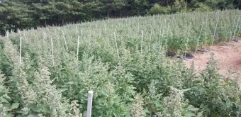 퀴노아 재배 배수성 좋은 흙 고온 건조 적응 수확_4