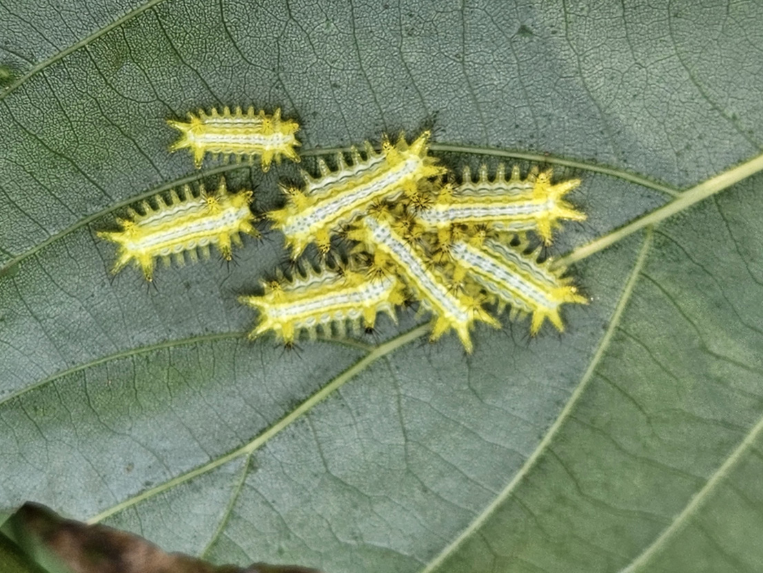 장수쐐기나방3