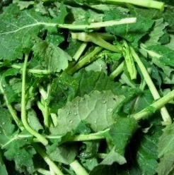 유채나물 효능 부작용 영양성분 고르는법 칼로리