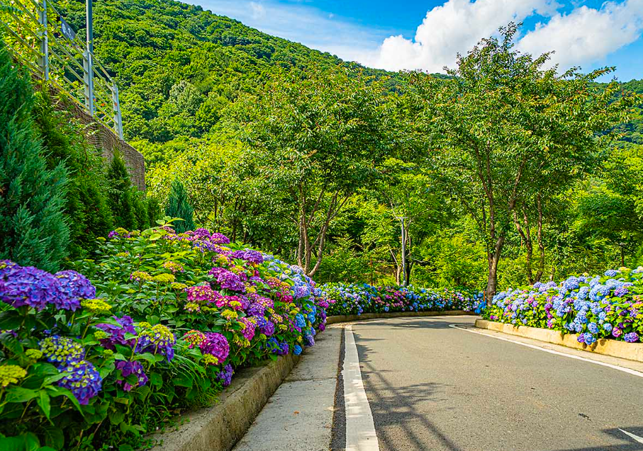 진주 월아산 수국축제