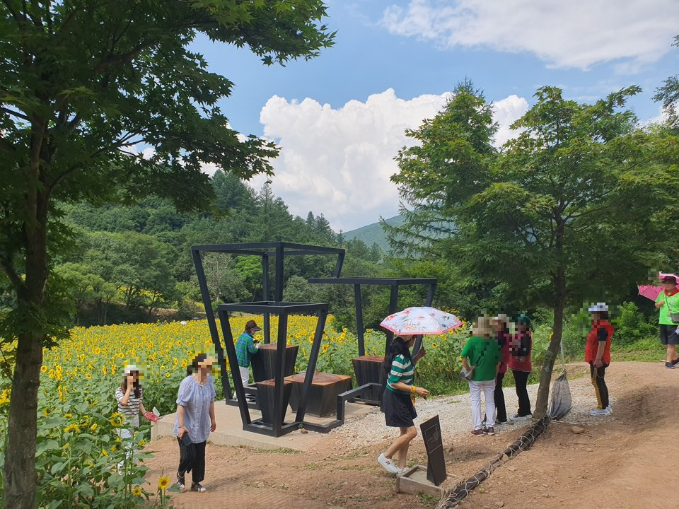 태백 해바라기축제