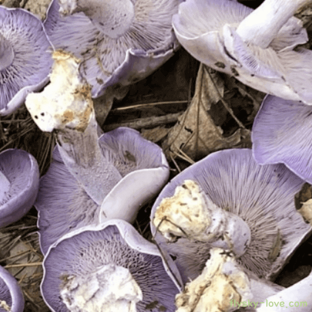 가지버섯 손질법