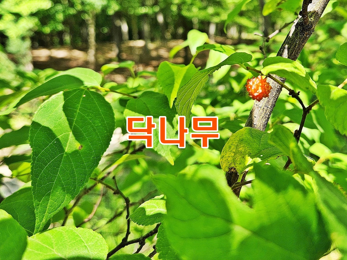 닥나무