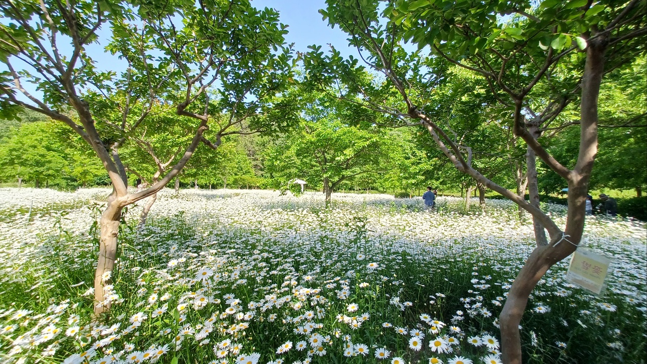함안 악양생태공원 샤스타데이지13