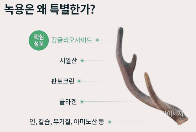 녹용 효능