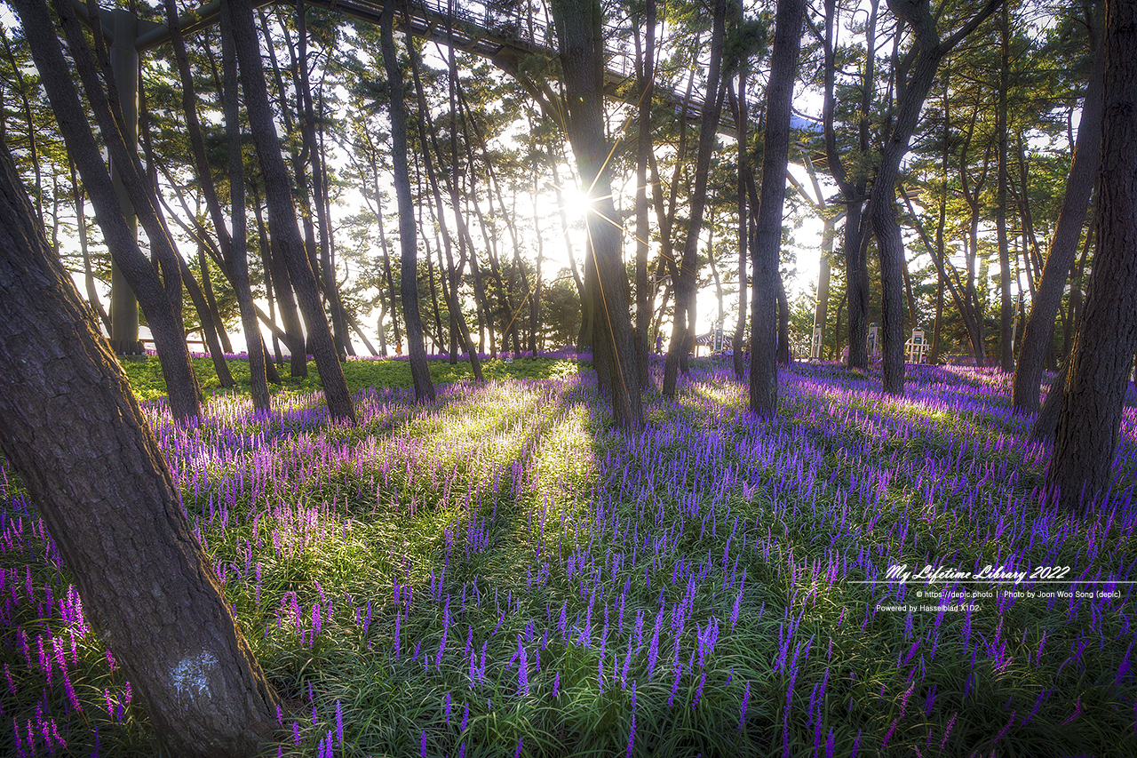 서천 맥문동 역광