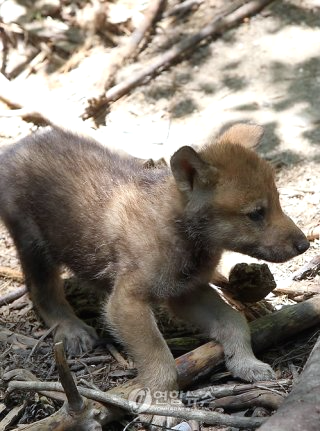 대전 오월드 늑대 늑구 탈출 원인 암컷 드론 생포