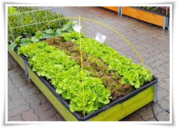 &quot;10월에 심기 좋은 작물 추천&quot; 10월, 새로운 계절을 준비하는 시간...