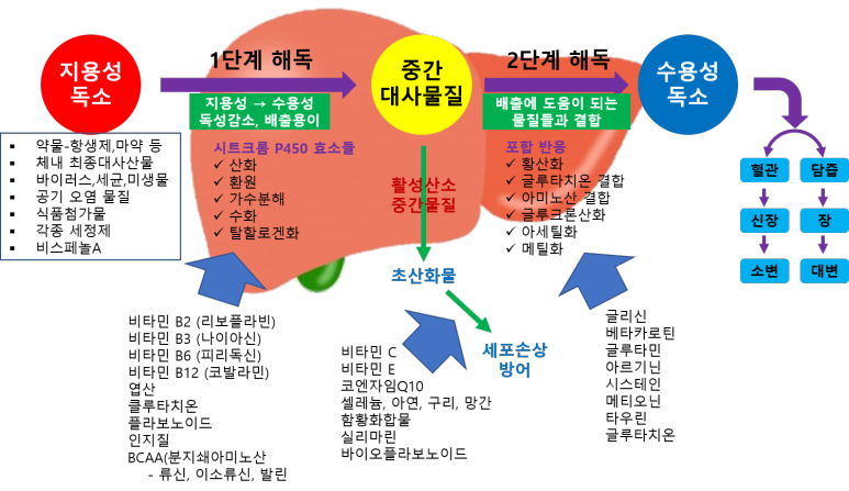 간 해독 경로