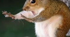 동물 꿈해몽 316가지 해석