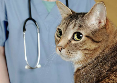 고양이의 올바른 거세 방법과 절차를 이미지화하는 이미지