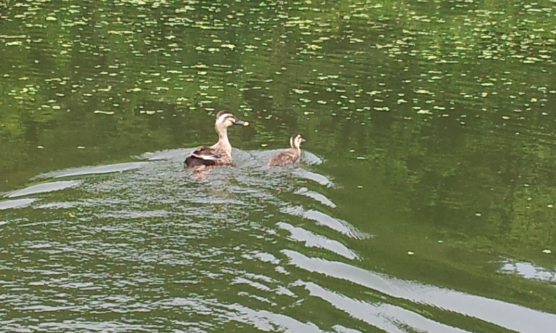 한 방향으로 헤엄치는 어미와 아기 오리
