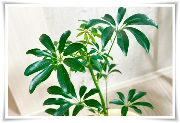 "홍콩야자 키우기" 실내 정원 가꾸기에 매력적인 식물!