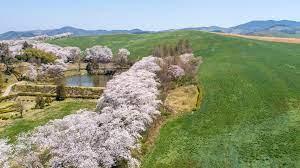 충남 벚꽃명소 서산목장 10리 벚꽃길과 용유지