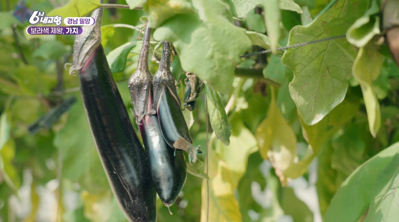 잘 자라고 있는 6시내고향 밀양 가지
