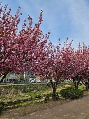 겹벚꽃 개화시기 숨겨진 명소_15