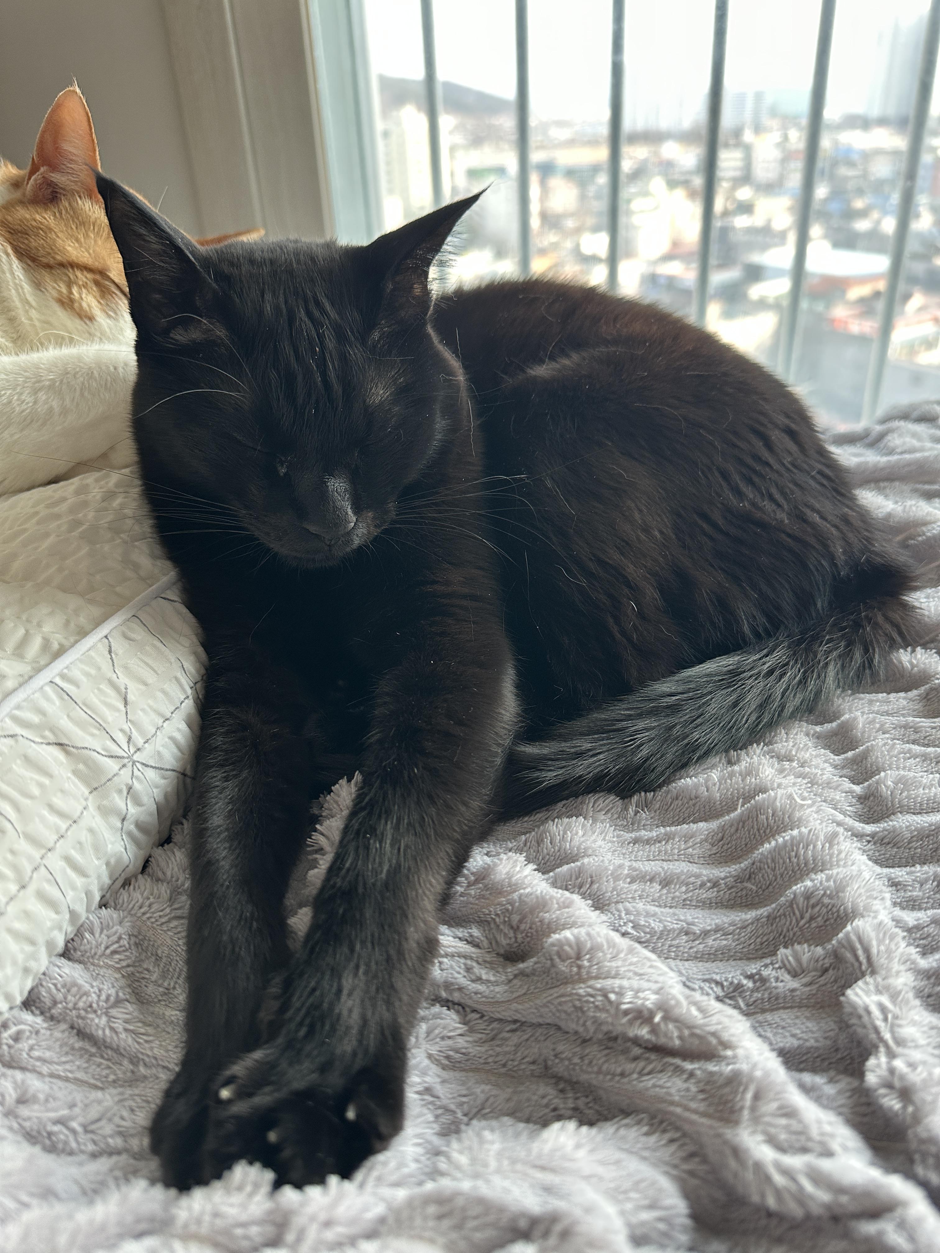 건이의 골골송과 꾹꾹이를 함께 볼수 있는 영상 (feat.고양이가 꾹꾹이를 하는 이유)